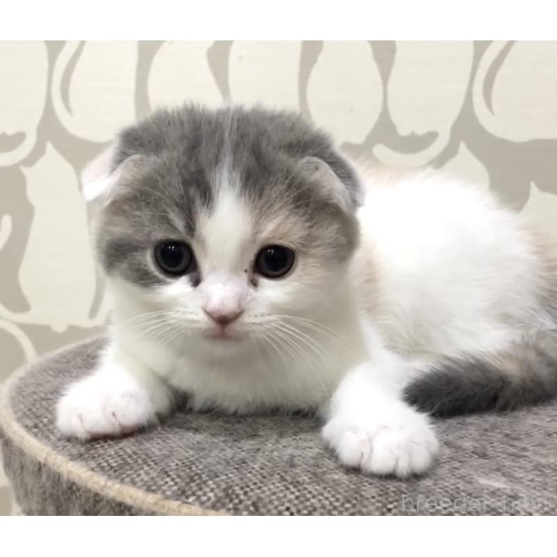 販売中の愛知県のスコティッシュフォールド(折れ耳)-130946の5枚目