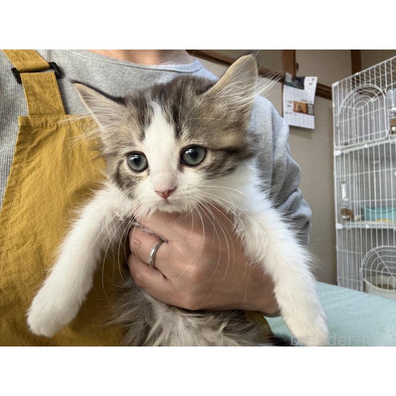 販売中の広島県のミヌエット-130945の8枚目