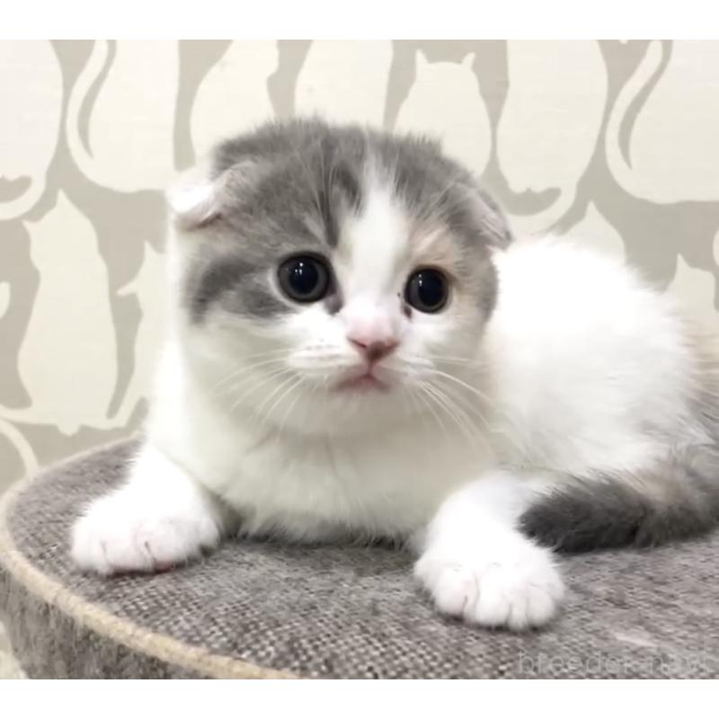 販売中の愛知県のスコティッシュフォールド(折れ耳)-130946の4枚目