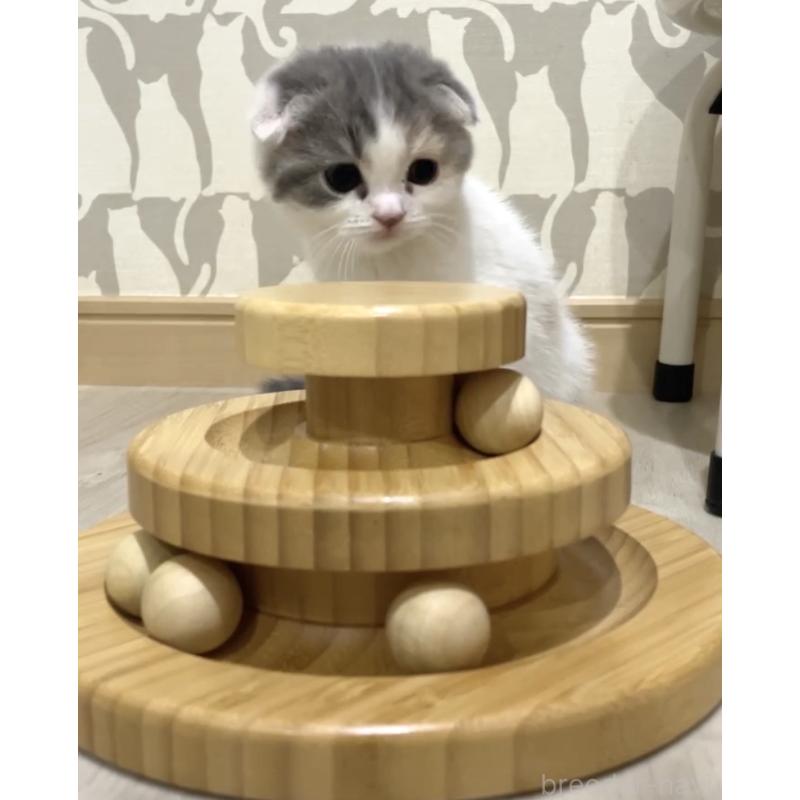 販売中の愛知県のスコティッシュフォールド(折れ耳)-130946の3枚目