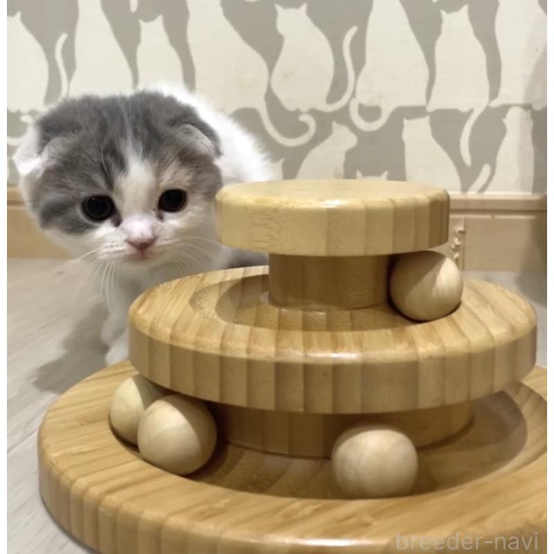 販売中の愛知県のスコティッシュフォールド(折れ耳)-130946の2枚目