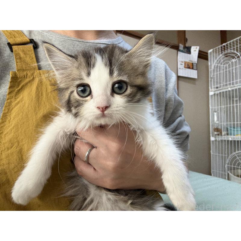 販売中の広島県のミヌエット-130945の7枚目