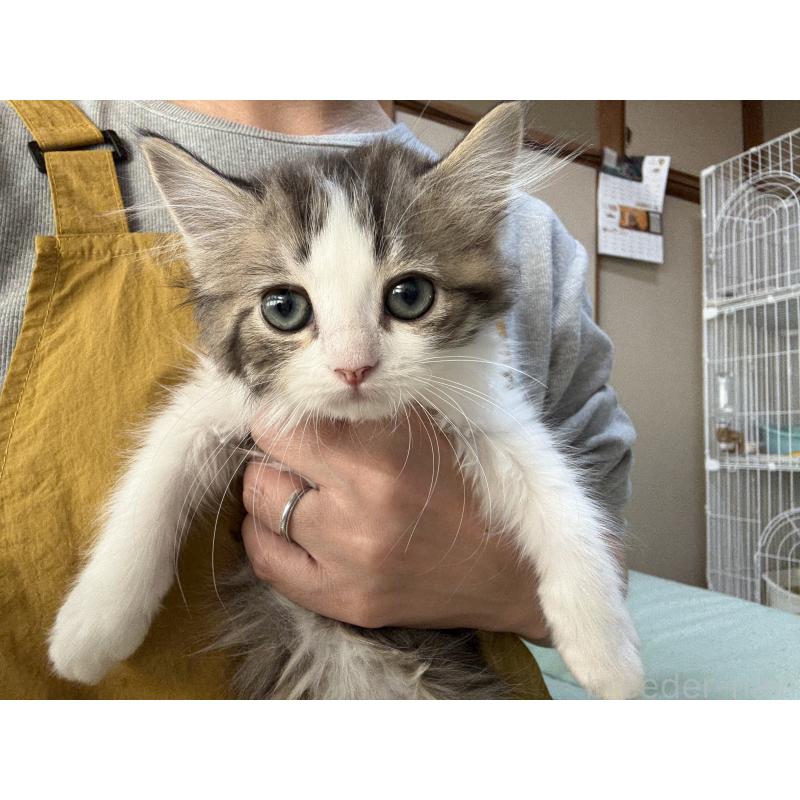 販売中の広島県のミヌエット-130945の6枚目