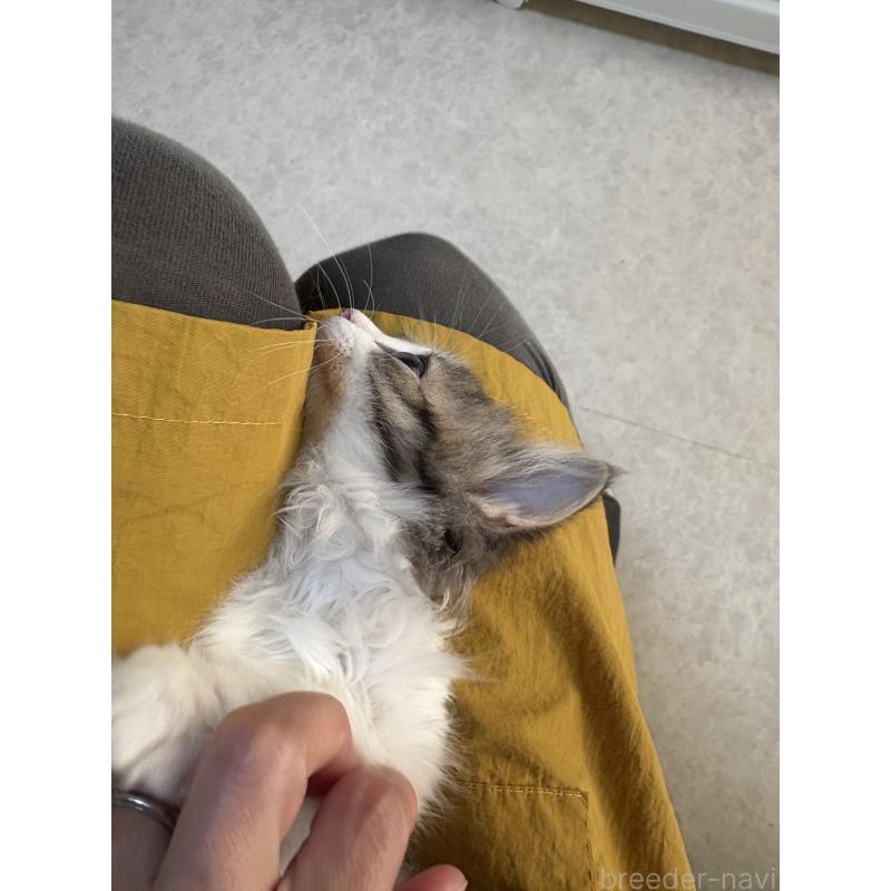 販売中の広島県のミヌエット-130945の5枚目