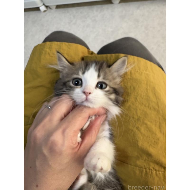 販売中の広島県のミヌエット-130945の4枚目