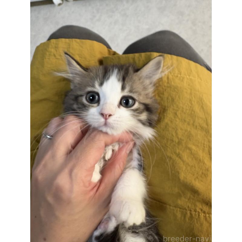 販売中の広島県のミヌエット-130945の3枚目