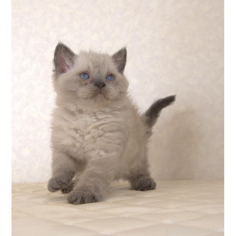 販売中の静岡県のセルカークレックス-129199の20枚目