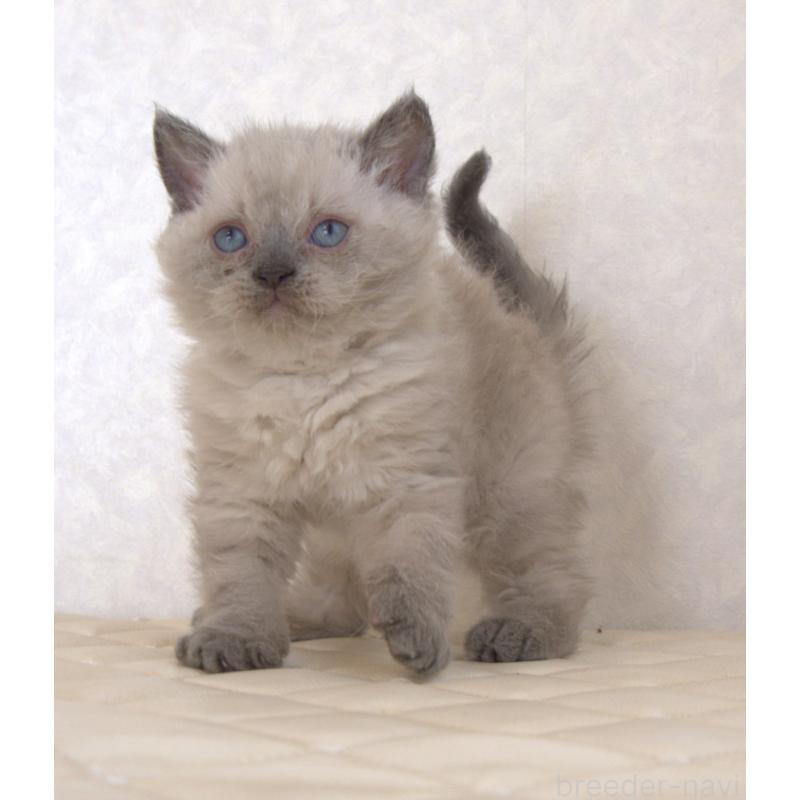 販売中の静岡県のセルカークレックス-129199の19枚目