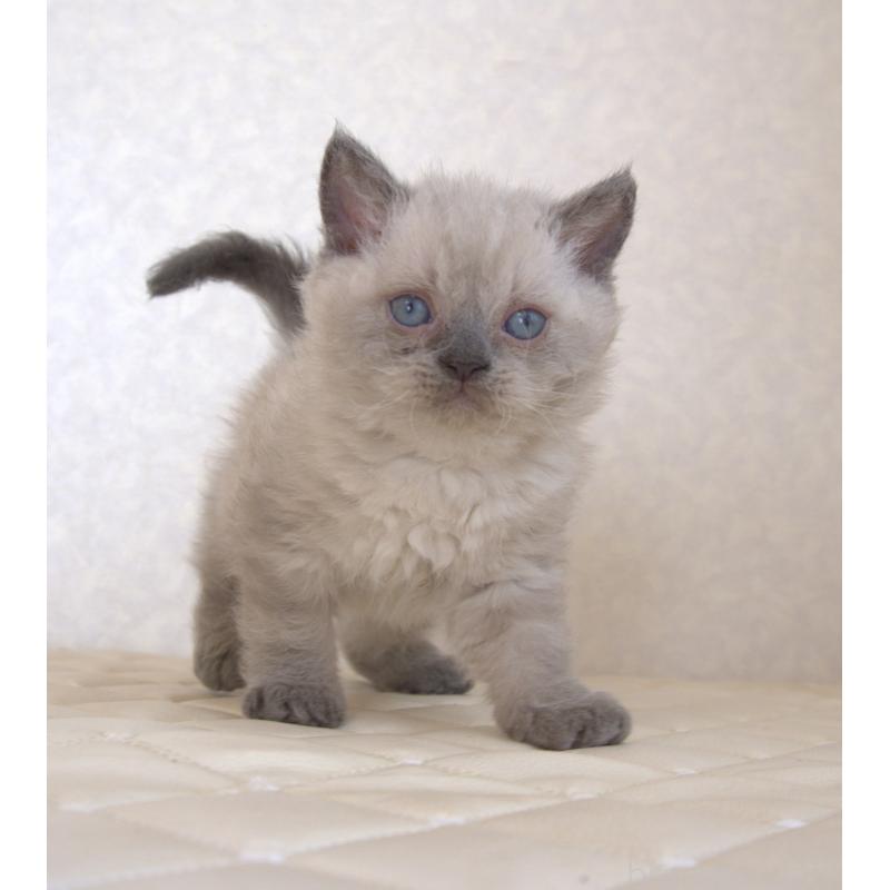 販売中の静岡県のセルカークレックス-129199の18枚目