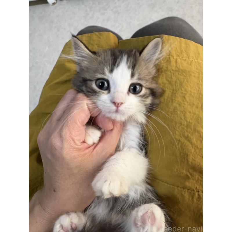 販売中の広島県のミヌエット-130945の2枚目