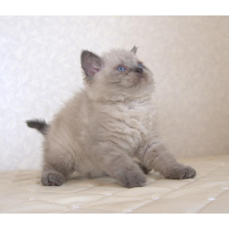 販売中の静岡県のセルカークレックス-129199の17枚目