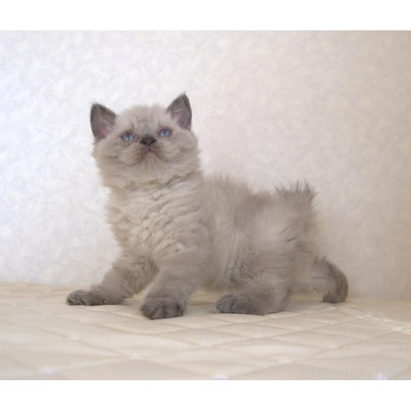 販売中の静岡県のセルカークレックス-129199