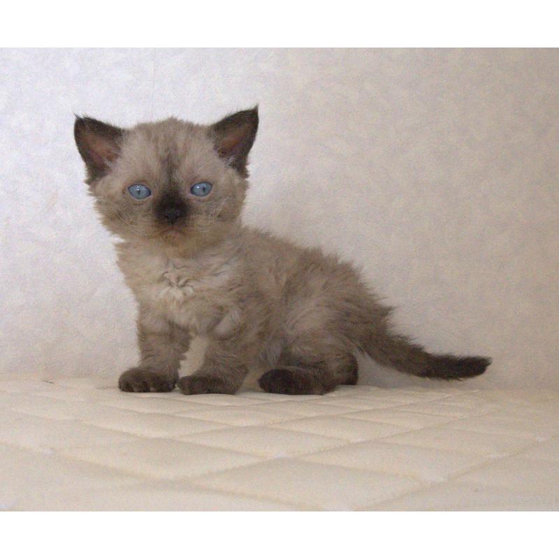 販売中の静岡県のセルカークレックス-129200の21枚目