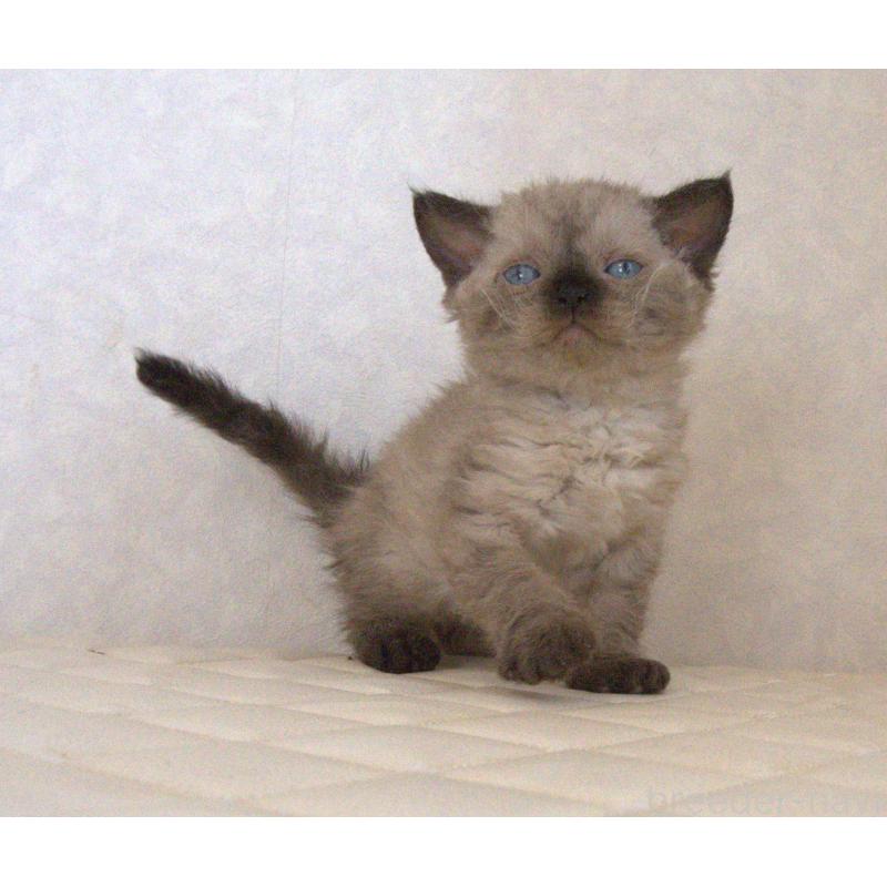 販売中の静岡県のセルカークレックス-129200の20枚目