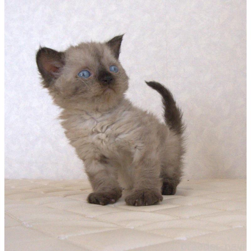 販売中の静岡県のセルカークレックス-129200の18枚目