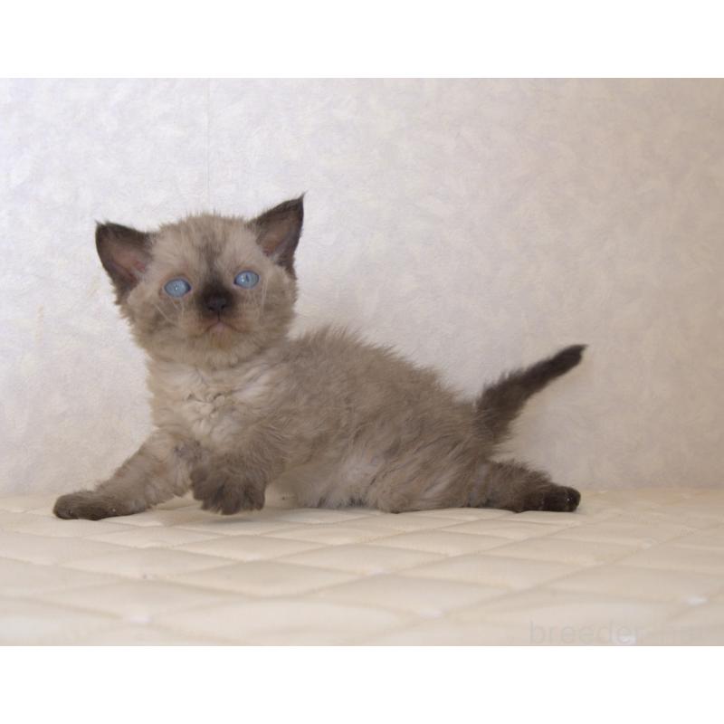 販売中の静岡県のセルカークレックス-129200