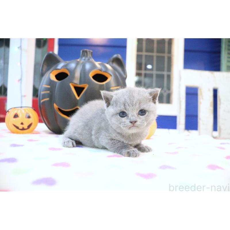 販売中の大阪府のブリティッシュショートヘア-130947の8枚目