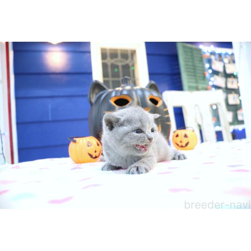 販売中の大阪府のブリティッシュショートヘア-130947の7枚目