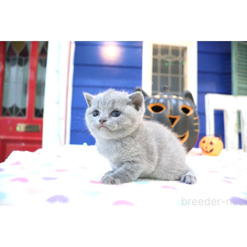 販売中の大阪府のブリティッシュショートヘア-130947の6枚目