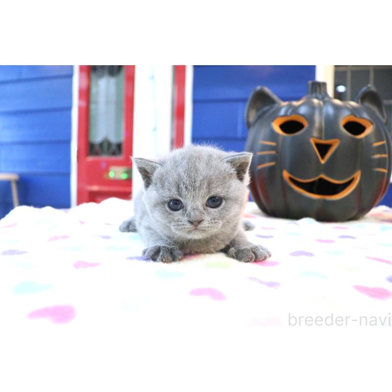 販売中の大阪府のブリティッシュショートヘア-130947の5枚目