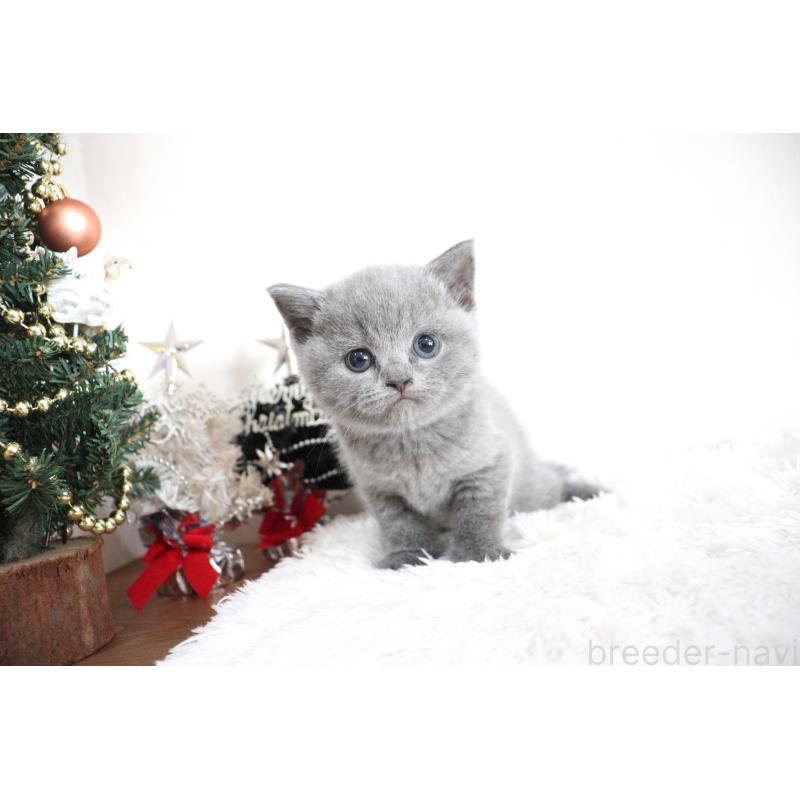 販売中の大阪府のブリティッシュショートヘア-130947