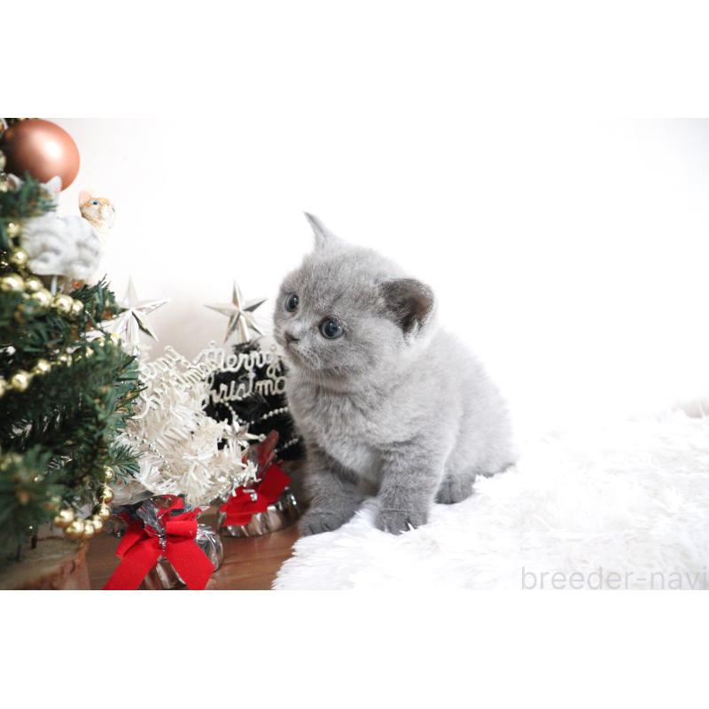 販売中の大阪府のブリティッシュショートヘア-130947の4枚目