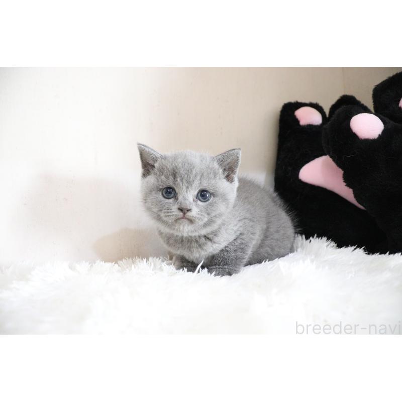 販売中の大阪府のブリティッシュショートヘア-130947の3枚目