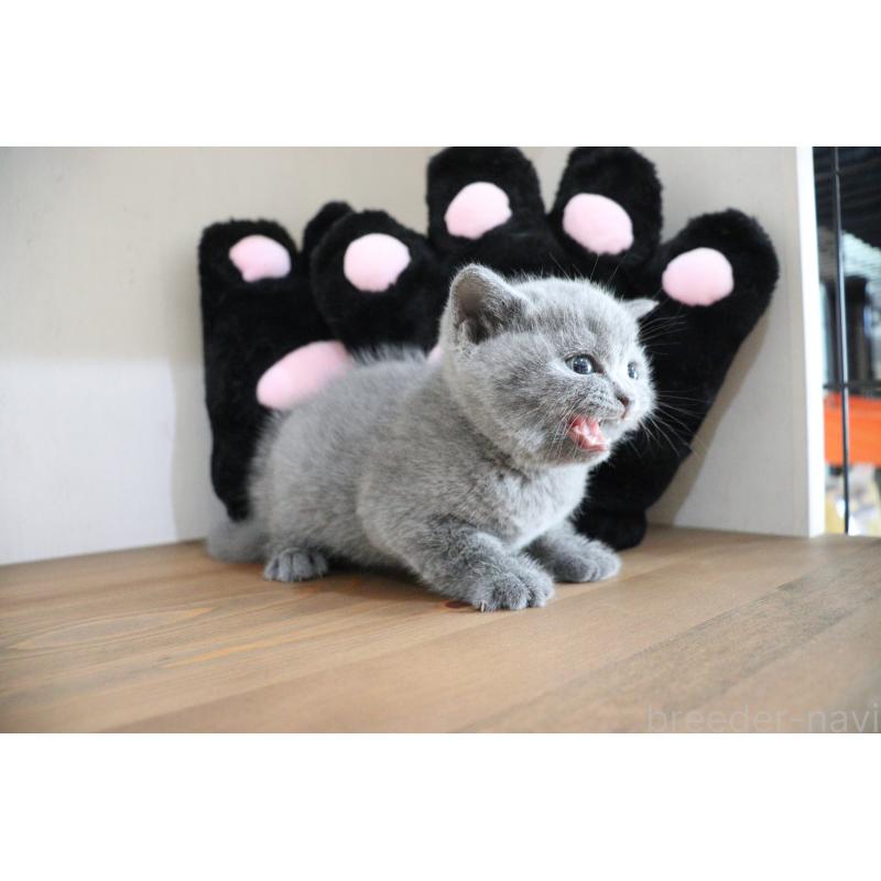 販売中の大阪府のブリティッシュショートヘア-130947の2枚目