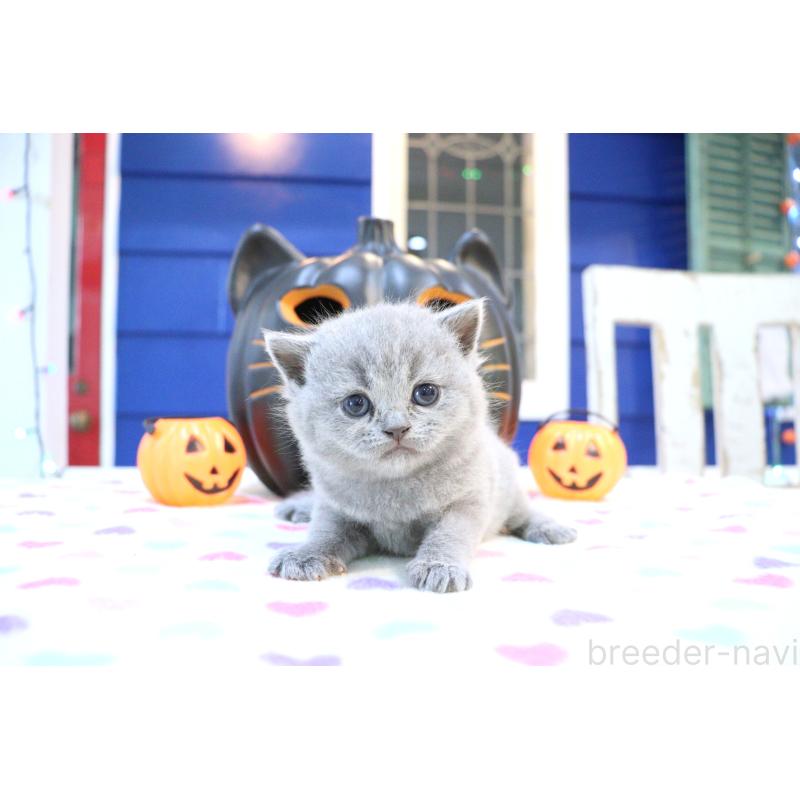 販売中の大阪府のブリティッシュショートヘア-130949の8枚目