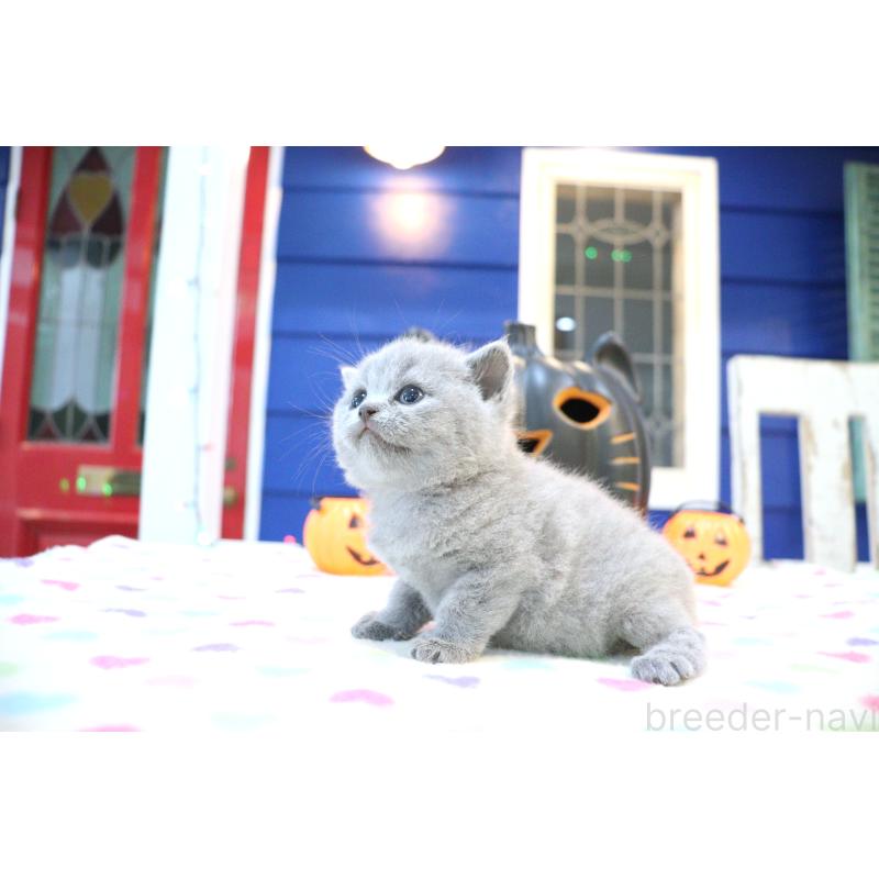 販売中の大阪府のブリティッシュショートヘア-130949の7枚目