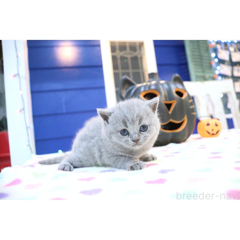 販売中の大阪府のブリティッシュショートヘア-130949の6枚目