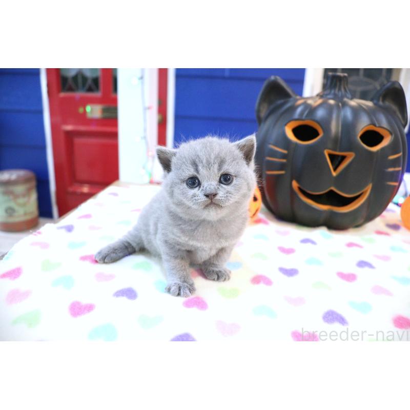 販売中の大阪府のブリティッシュショートヘア-130949の5枚目