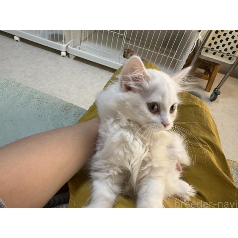 販売中の広島県のミヌエット-130948の3枚目