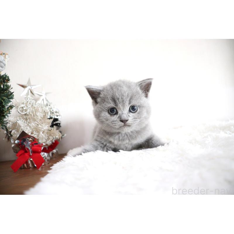 販売中の大阪府のブリティッシュショートヘア-130949の4枚目