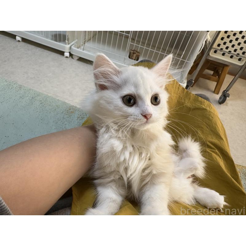 販売中の広島県のミヌエット-130948の2枚目