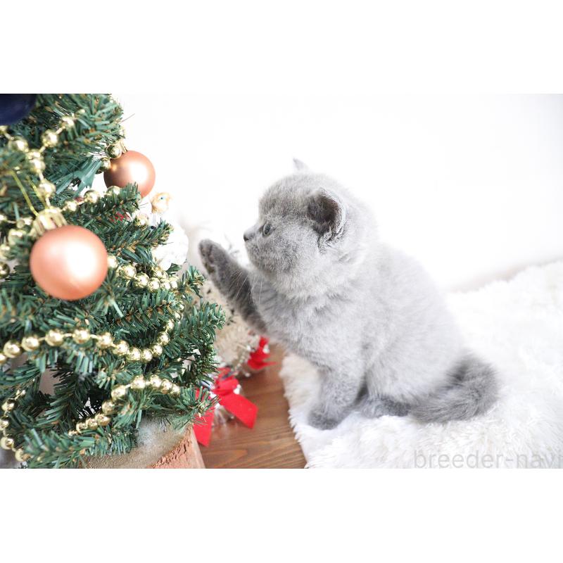 販売中の大阪府のブリティッシュショートヘア-130949の3枚目