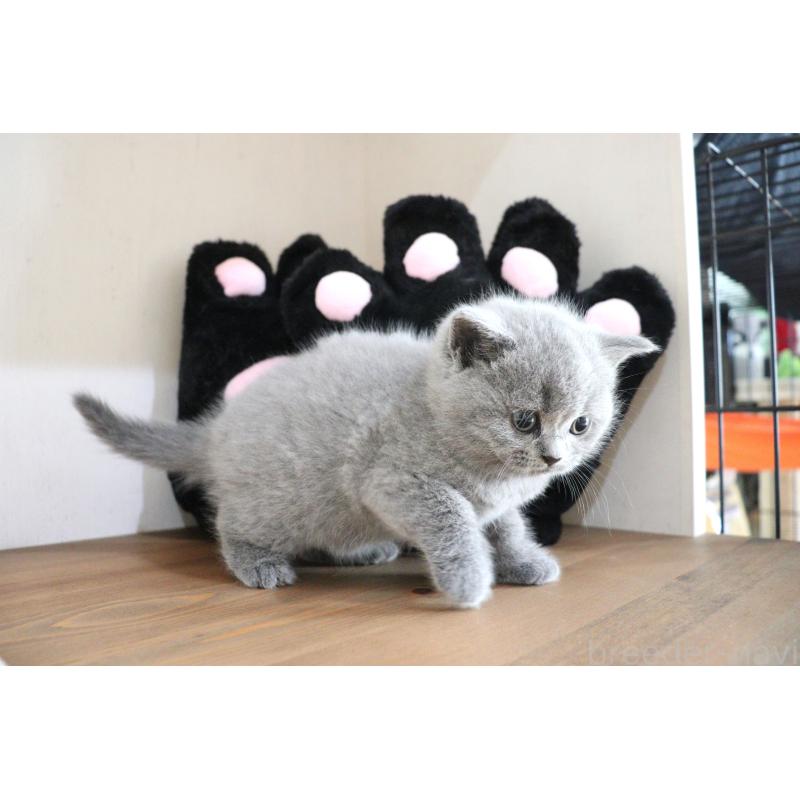 販売中の大阪府のブリティッシュショートヘア-130949の2枚目