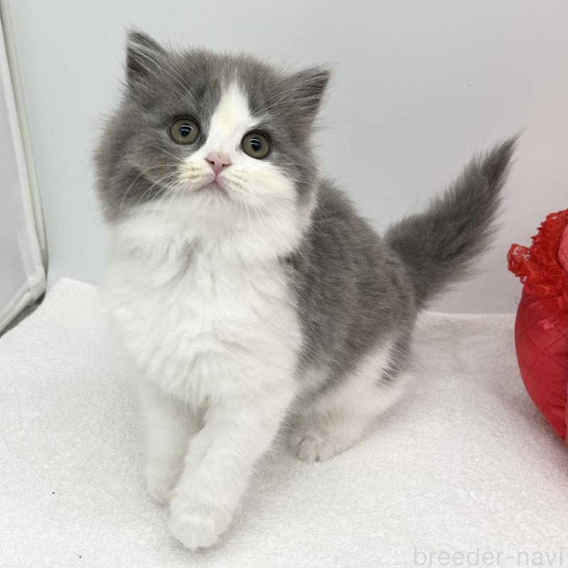 販売中の愛知県のブリティッシュロングヘア-130951の5枚目