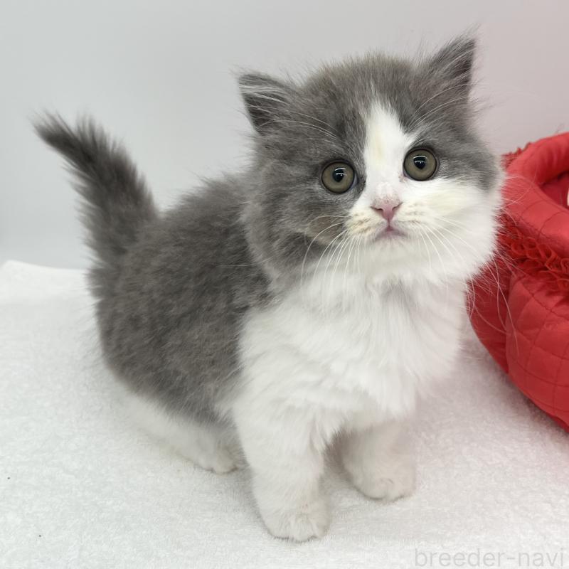 販売中の愛知県のブリティッシュロングヘア-130951