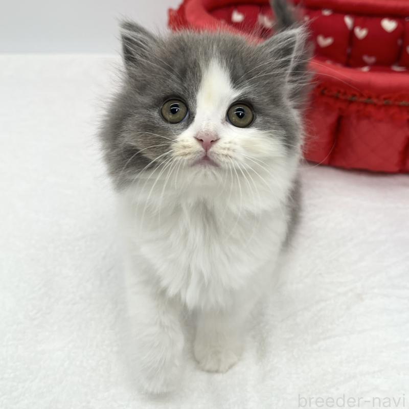 販売中の愛知県のブリティッシュロングヘア-130951の4枚目