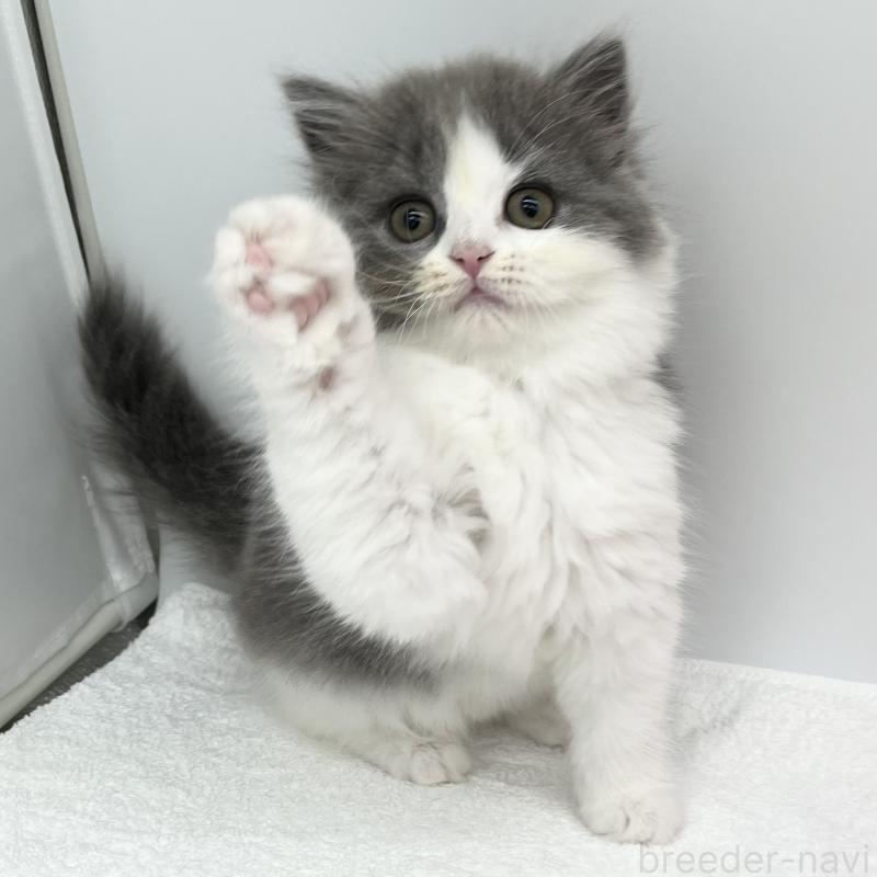 販売中の愛知県のブリティッシュロングヘア-130951の3枚目