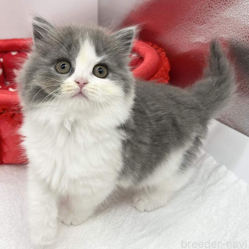 販売中の愛知県のブリティッシュロングヘア-130951の2枚目