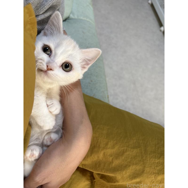 販売中の広島県のミヌエット(短足)-130950の13枚目