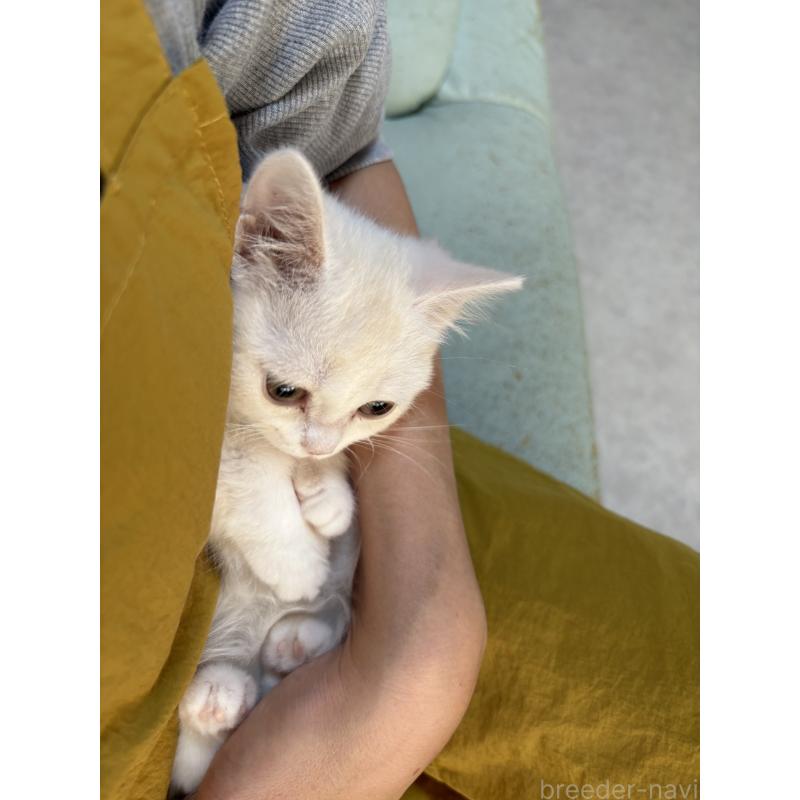 販売中の広島県のミヌエット(短足)-130950の12枚目