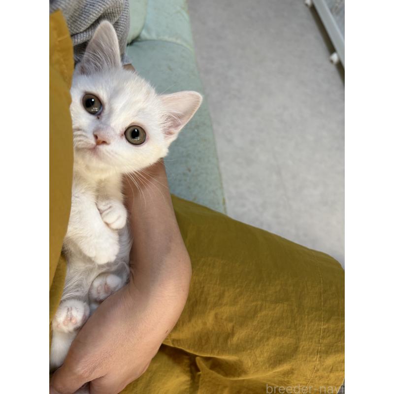 販売中の広島県のミヌエット(短足)-130950の11枚目