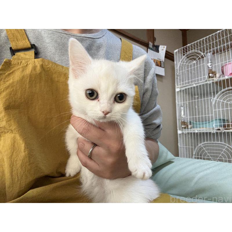 販売中の広島県のミヌエット(短足)-130950の10枚目