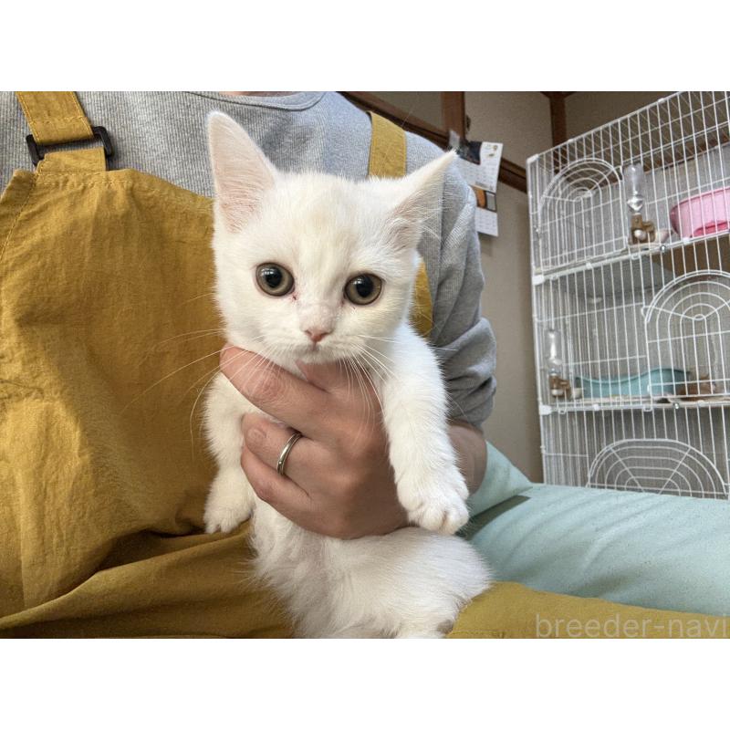 販売中の広島県のミヌエット(短足)-130950の9枚目