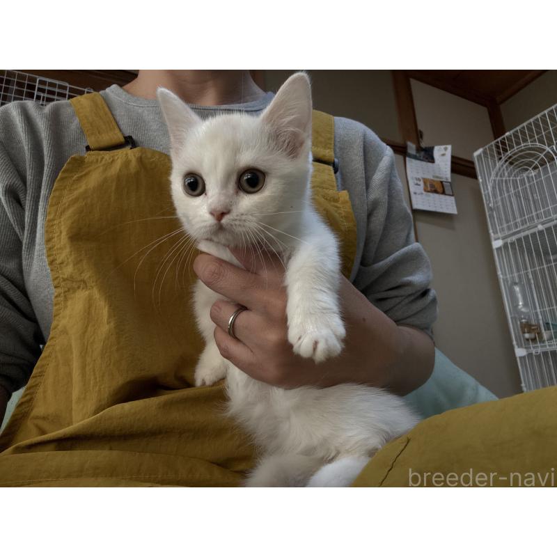 販売中の広島県のミヌエット(短足)-130950の8枚目