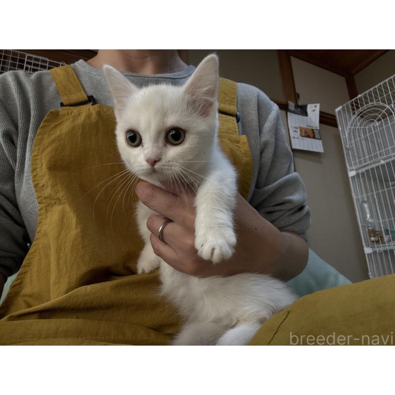 販売中の広島県のミヌエット(短足)-130950の7枚目