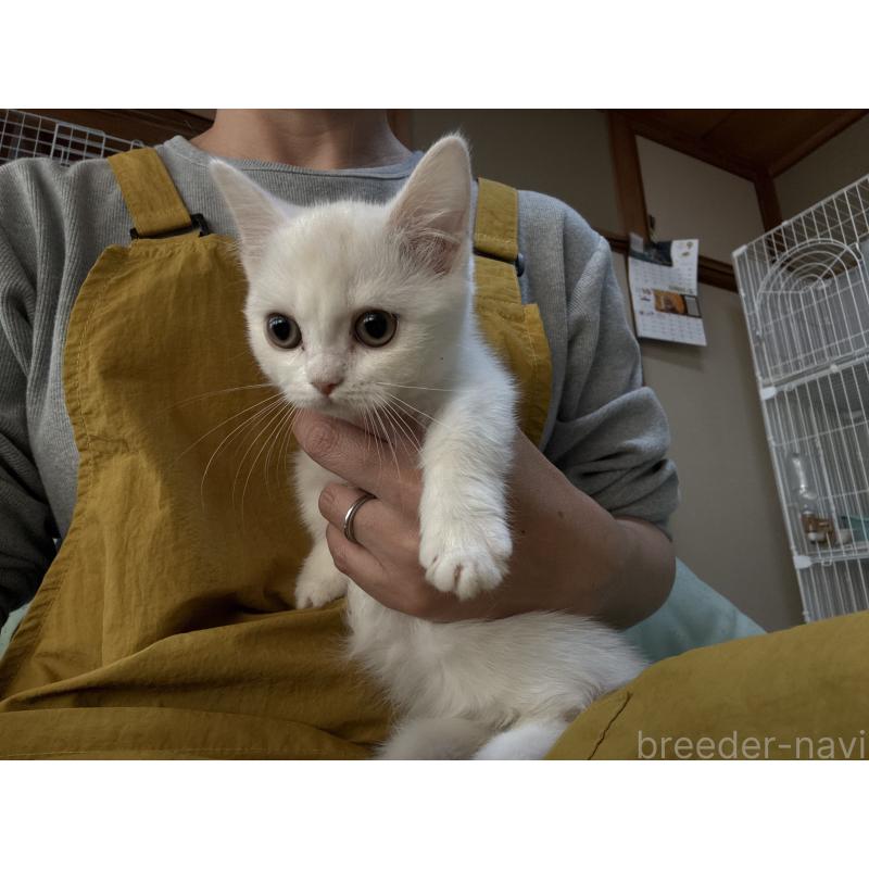 販売中の広島県のミヌエット(短足)-130950の6枚目